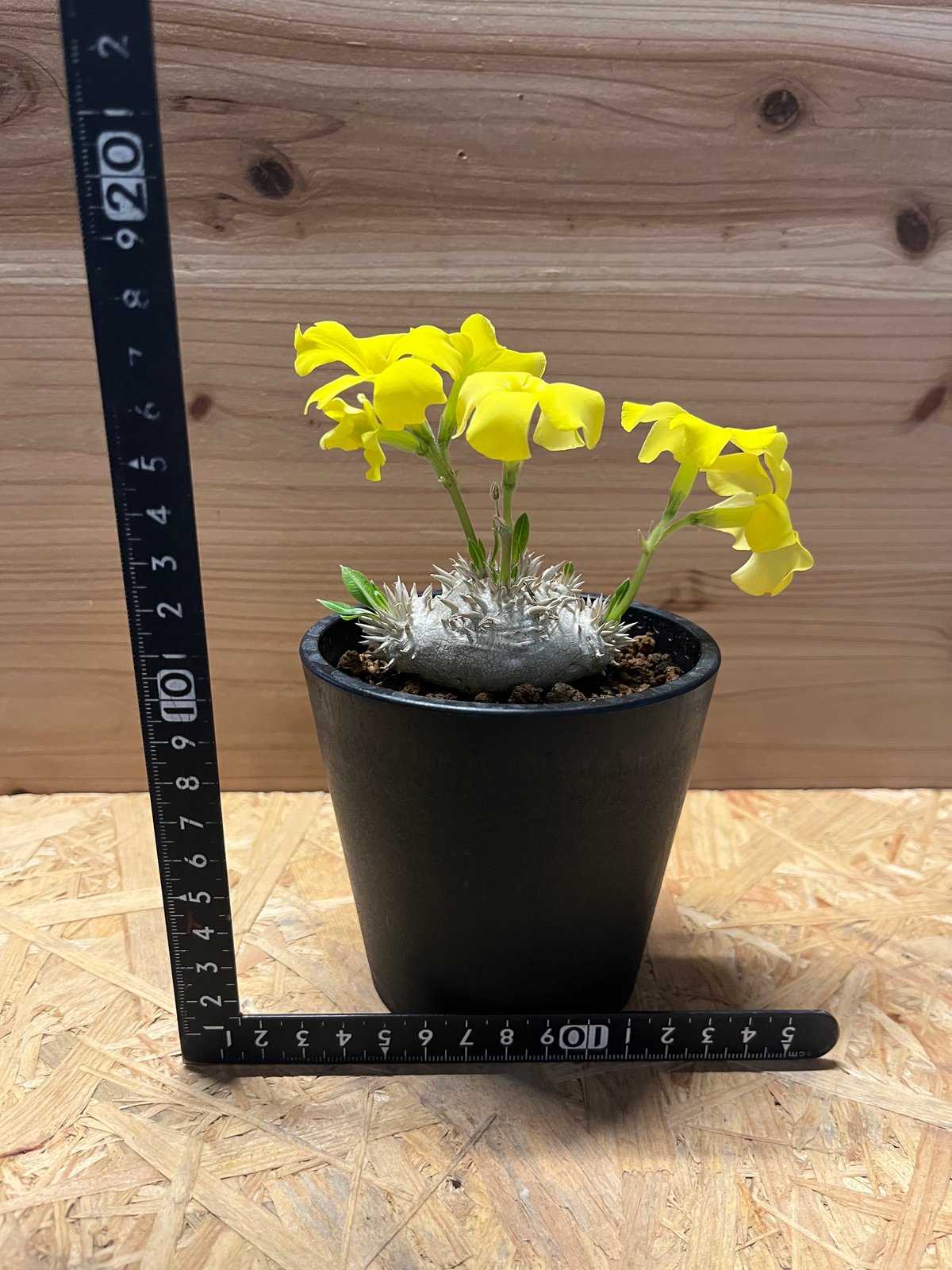 パキポディウム　ブレビカウレ（恵比寿笑）　2個セット pk-ebs30a_tmb.gif?fitin=272:272