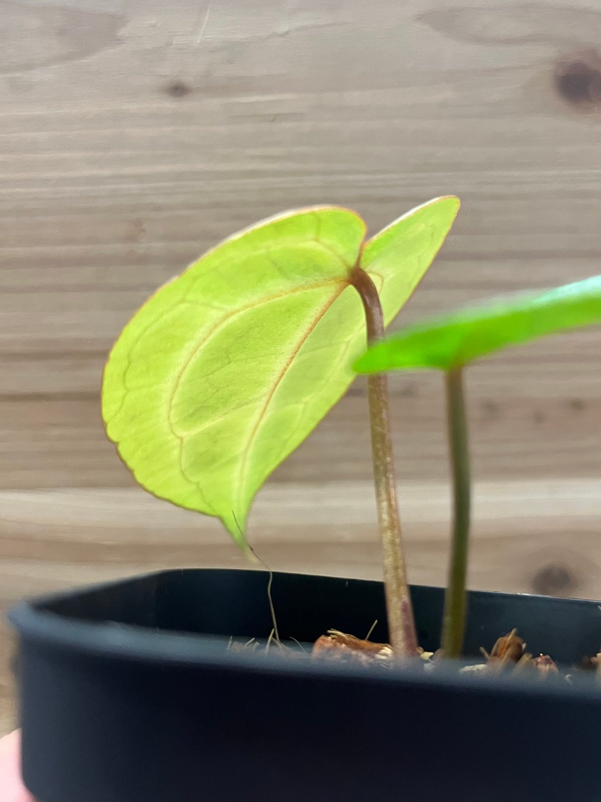 アンスリウム エンジェルズドリーム×レッドクリスタリナム | GREEN LUCK