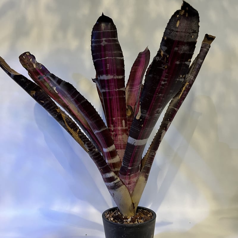 エクメア ロベルトメネスカル | GREEN LUCK