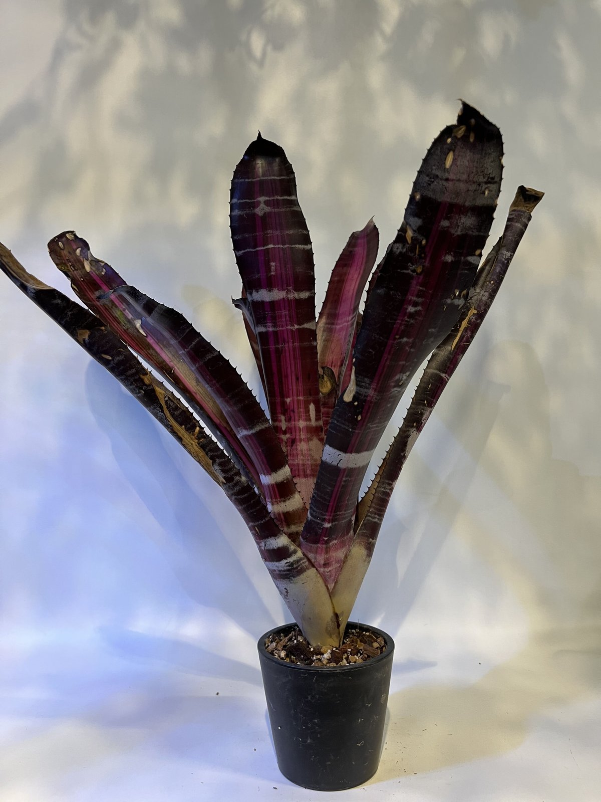 エクメア ロベルトメネスカル | GREEN LUCK