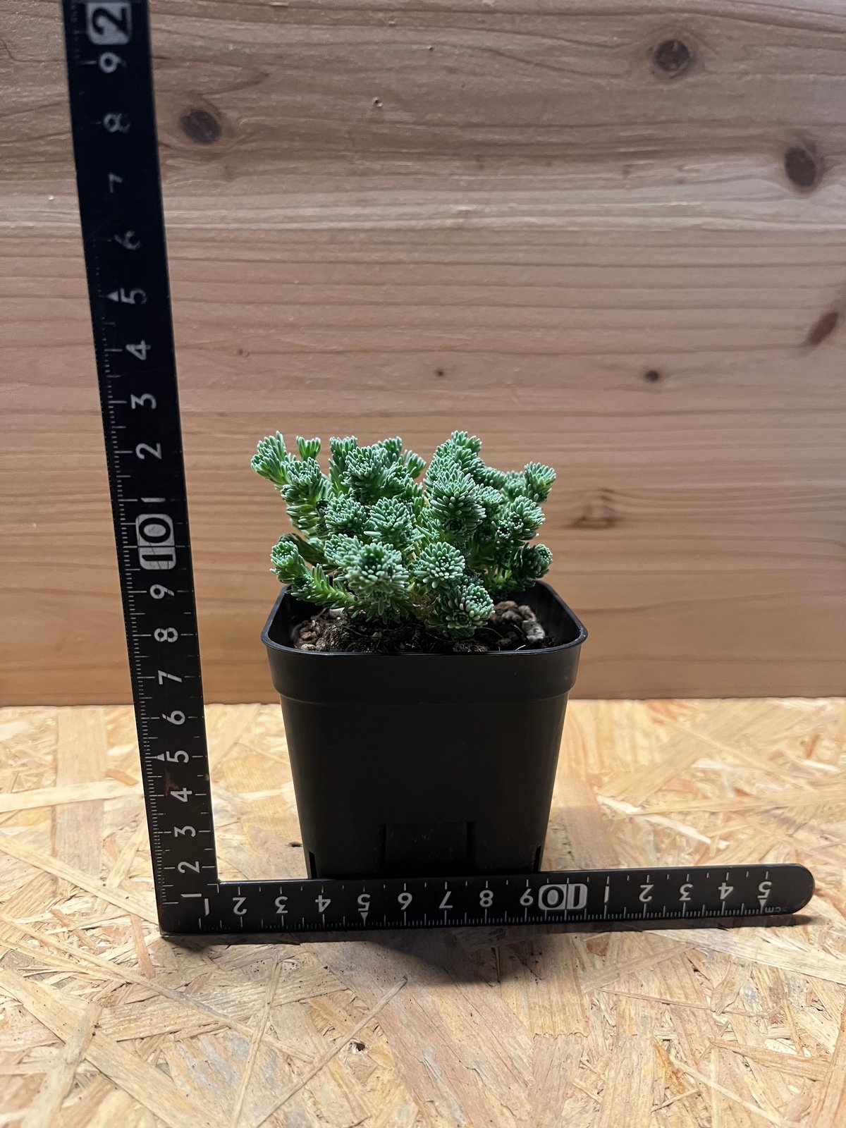 セダム ムルチセプス 小松緑 | GREEN LUCK