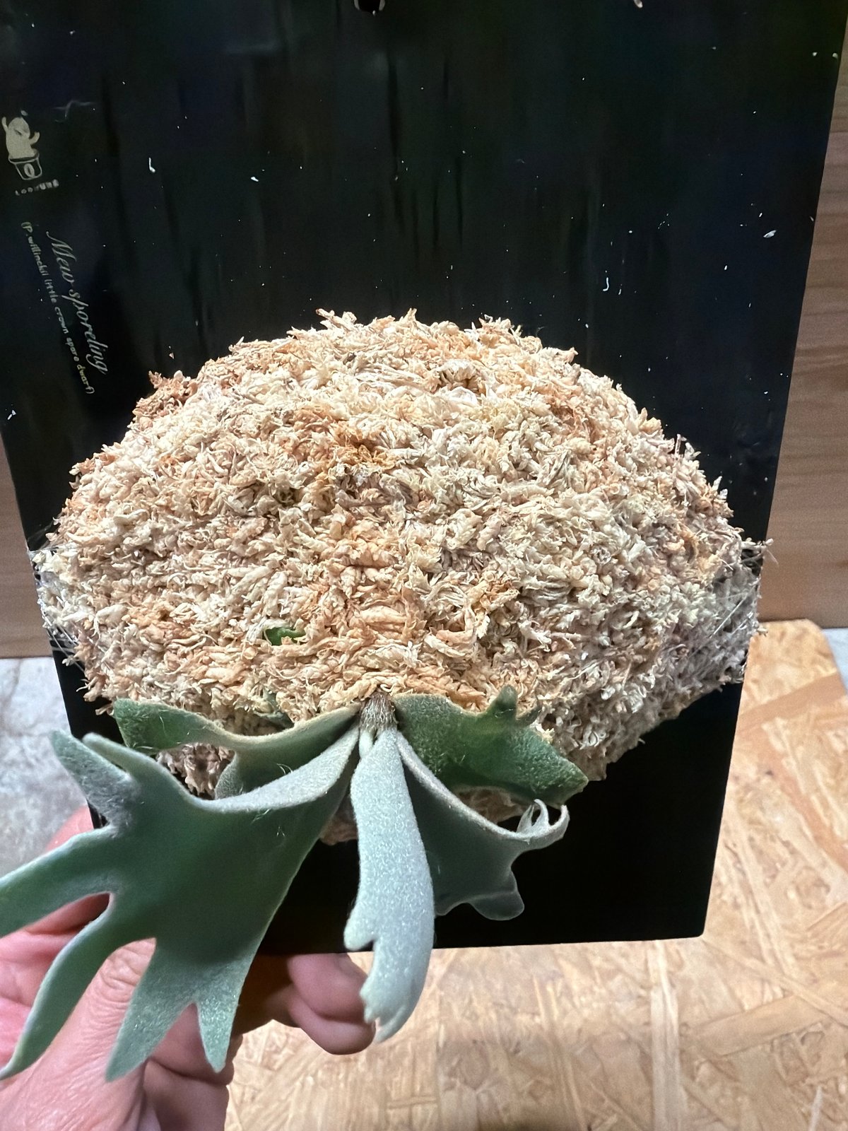 mew spore 胞子体 20株+前葉体+タグ P. Willinckii “Mew” 夢幻 spore （willinckii little crown spore