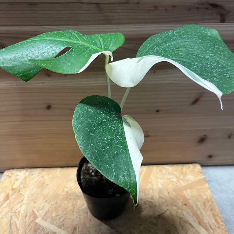 TC☆モンステラ デリシオーサ サイアムミント バリエガータ 組織