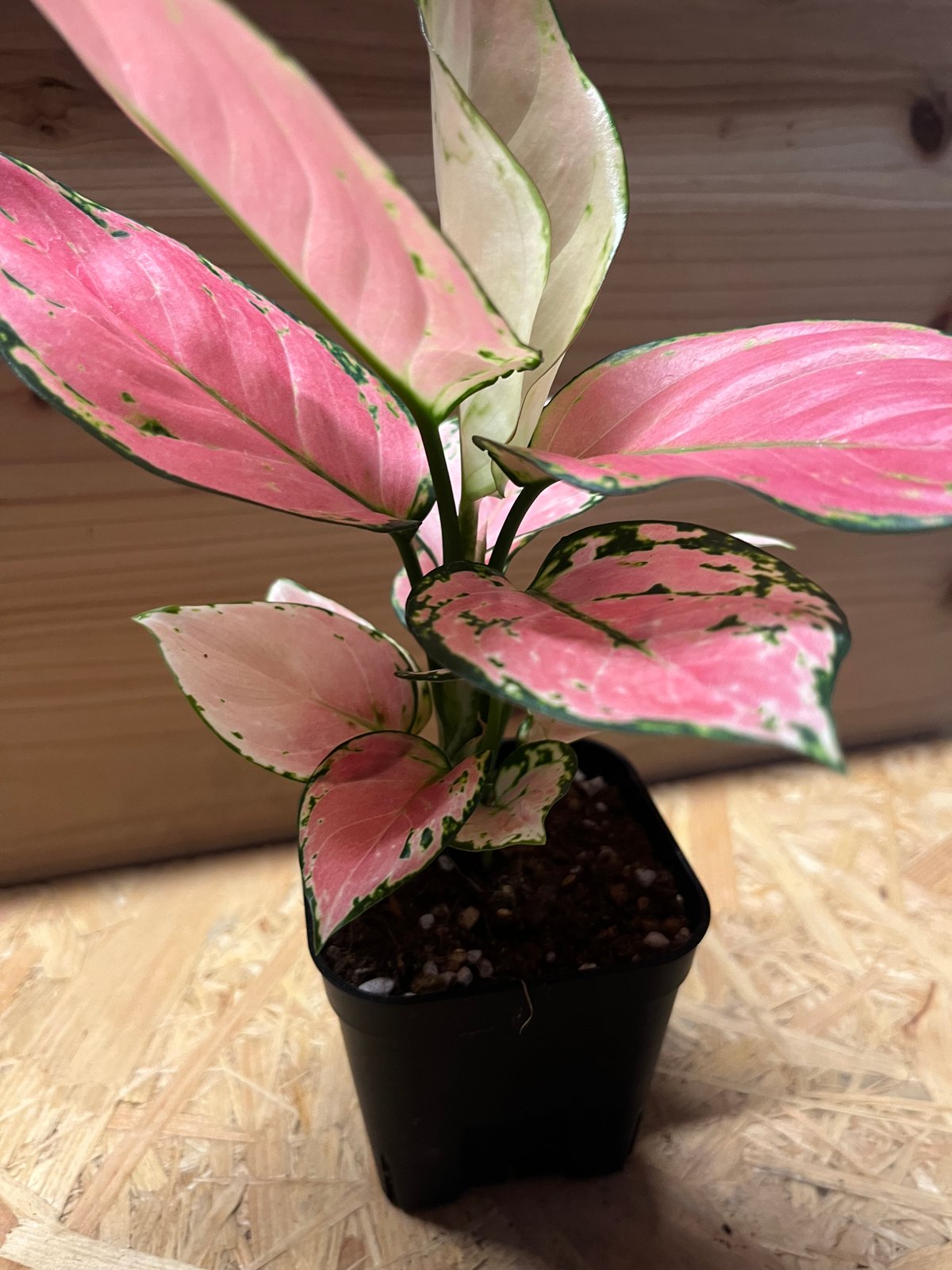 アグラオネマ オーピシャスレッド | GREEN LUCK