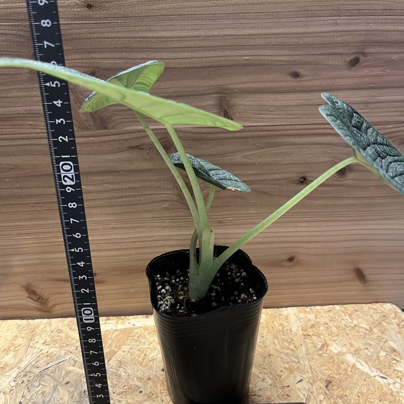 【Riharu10】【レア】 アロカシア　メロ　斑入 Riharu10】【レア】 アロカシア メロ 斑入 アロカシア・メロ/ルゴサ