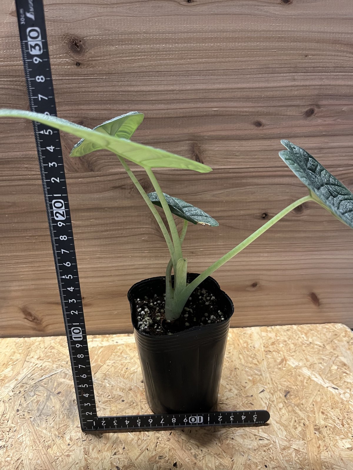 【レア】 アロカシア　メロ　斑入 アロカシア メロ | GREEN LUCK