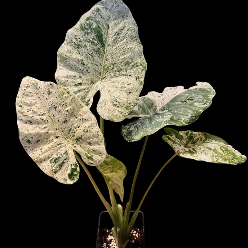 アロカシア マクロリザス カモフラージュ | GREEN LUCK