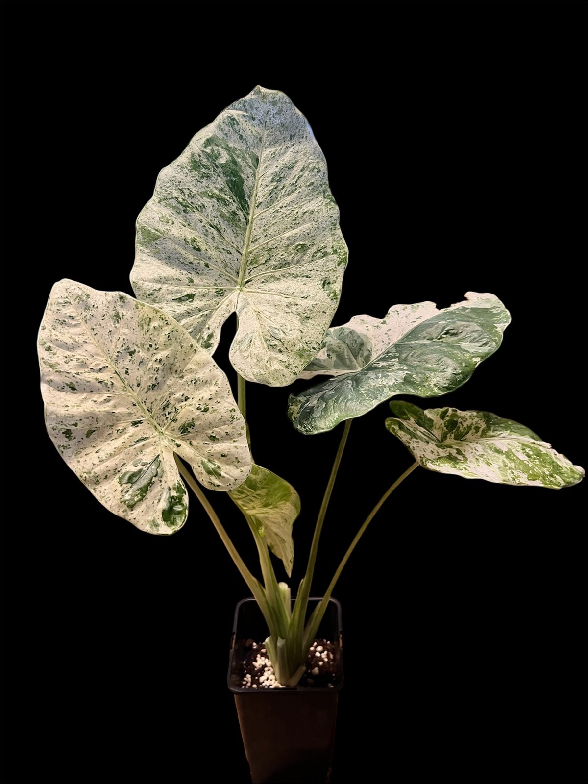 masa　アロカシアまとめ 植物購入品紹介】秋のオーキッド＆ボタニカルフェア2024｜斑入り