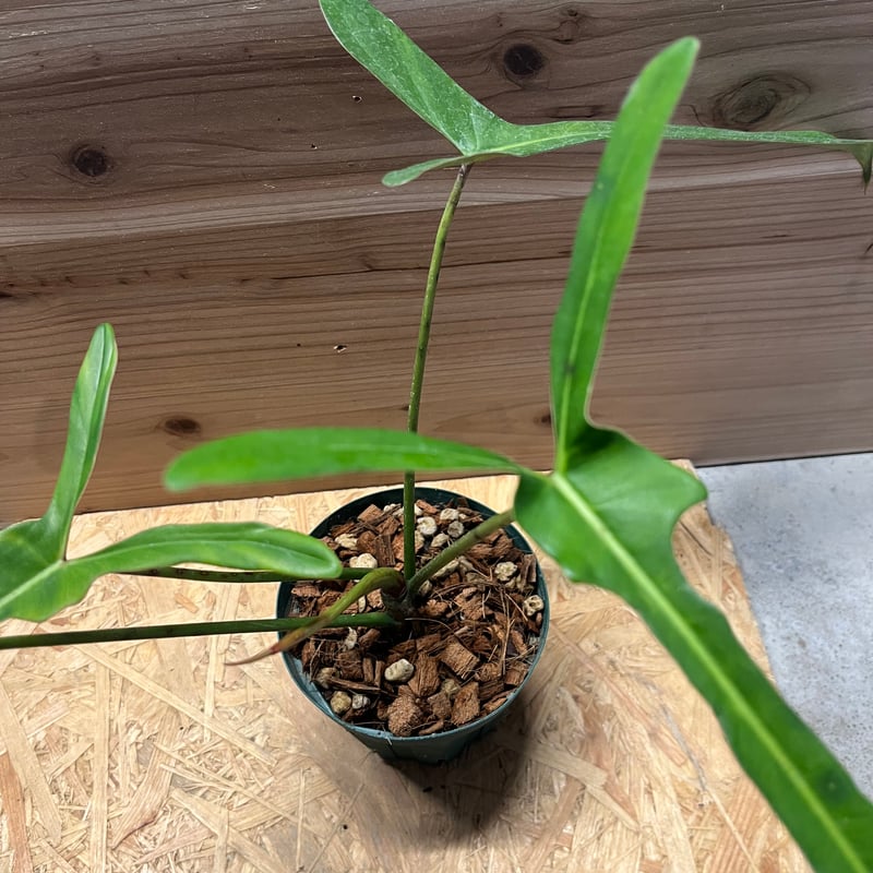 フィロデンドロン ロンギロバム レラノ ミヤノ | GREEN LUCK