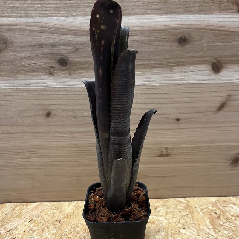 ビルベルギア ダースベイダー | GREEN LUCK