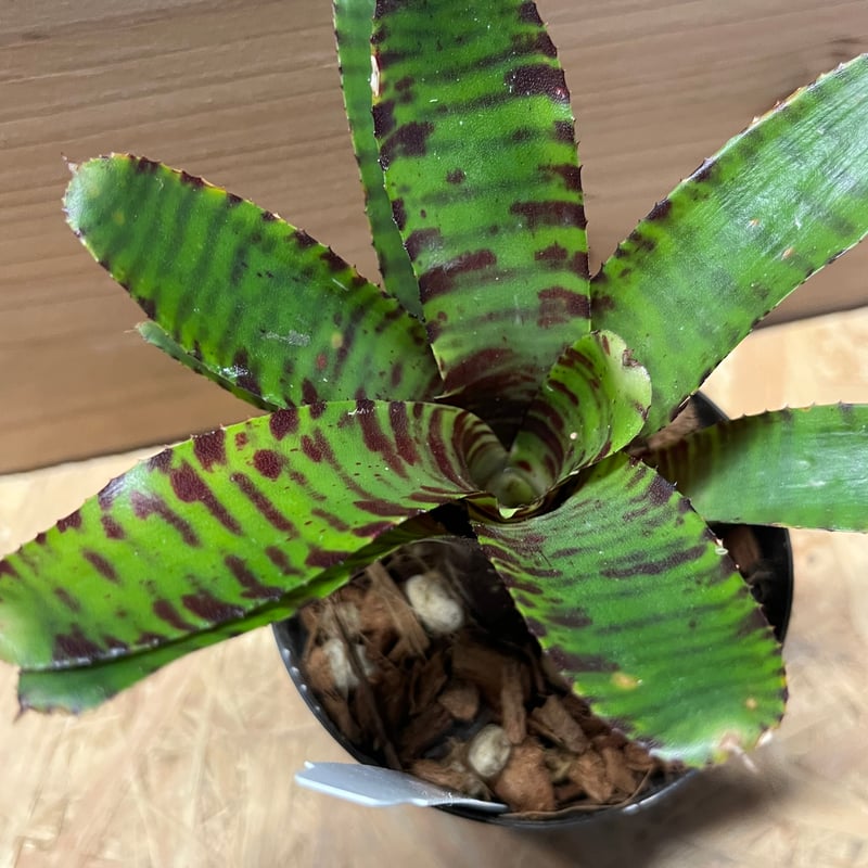 ネオレゲリア ビーズニーズ | GREEN LUCK