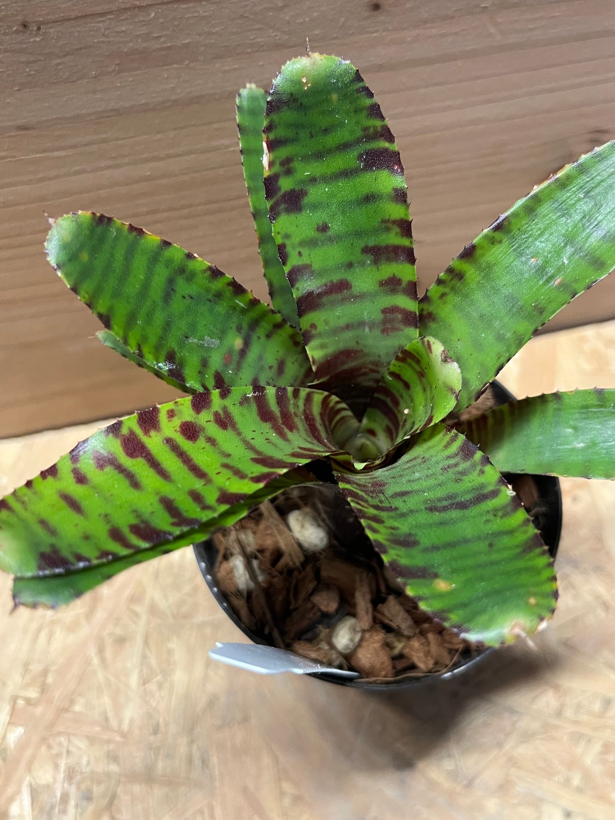 その他観葉植物 Nao 観葉植物 パキラ（編み） / 8寸・約W 80cm×H110～130cm