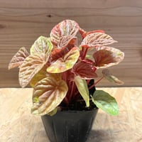 ビルベルギア スローポーク | GREEN LUCK