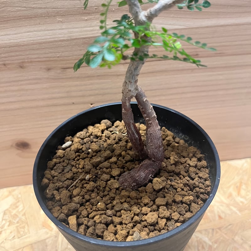 オペルクリカリア パキプス | GREEN LUCK