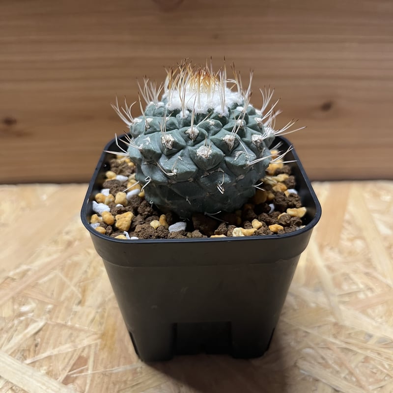 菊水 ディシフォルミス：サボテン ストロンボカクタス属 Strombocactus