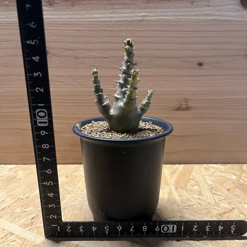 パキポディウム ウィンゾリー | GREEN LUCK