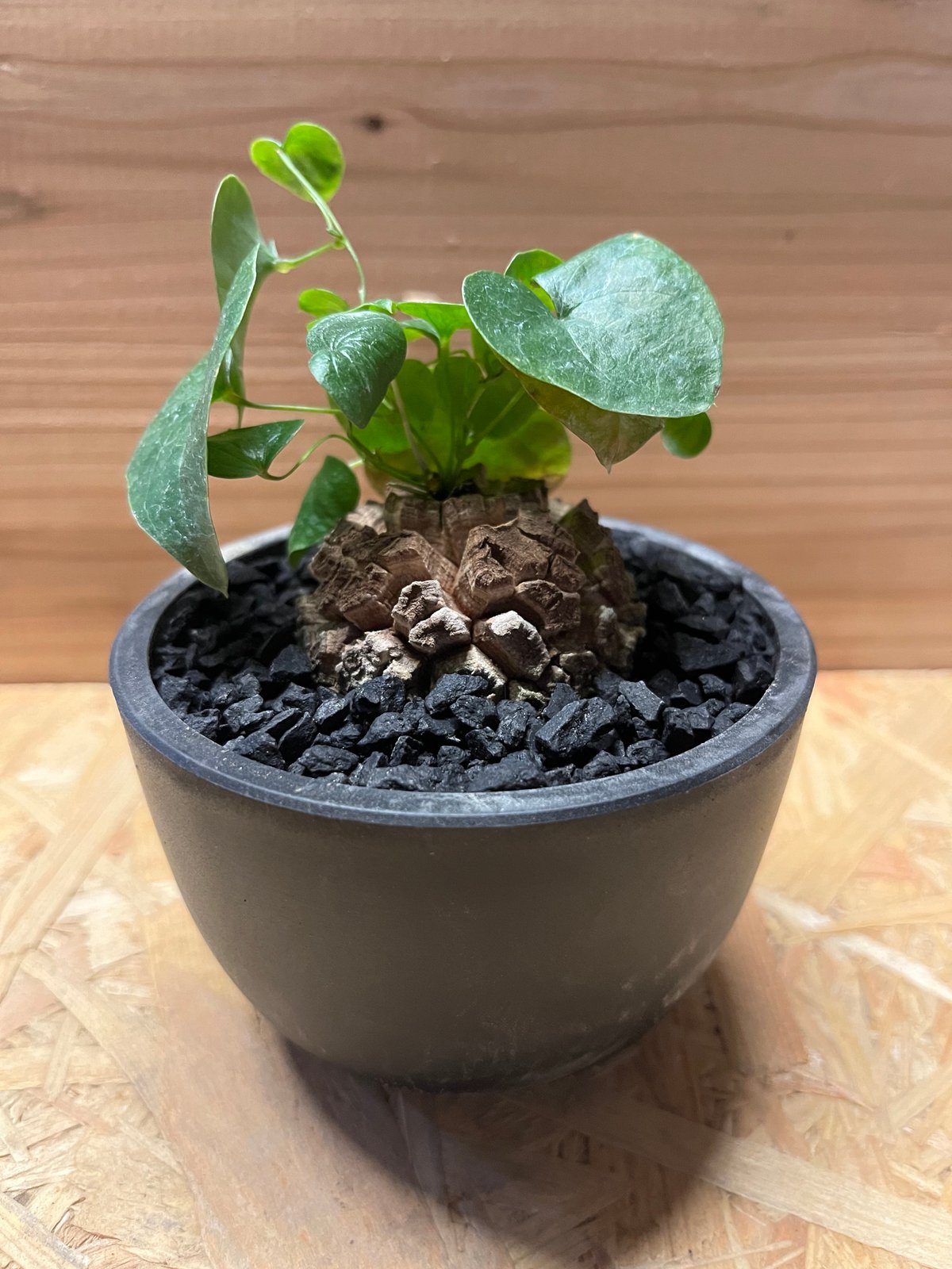 特大size 【亀甲竜】 1点もの 鉢のまま発送します 特大size 【亀甲竜】 1点もの 鉢のまま発送します 特大size 【亀甲竜