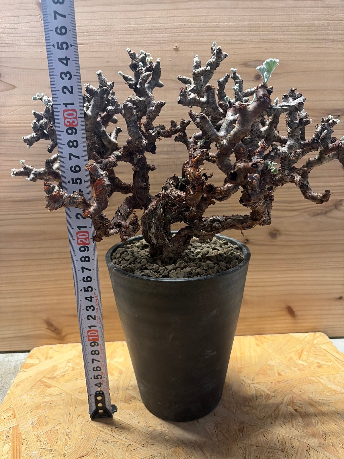 ペラルゴニウム ミラビレ | GREEN LUCK