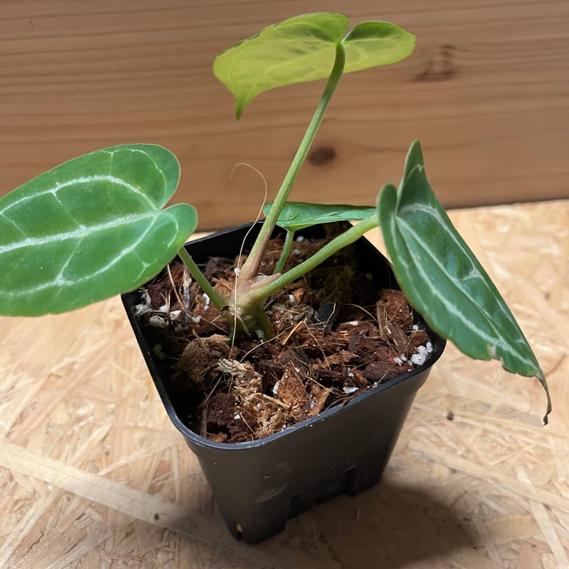アンスリウム クリスタリナム | GREEN LUCK