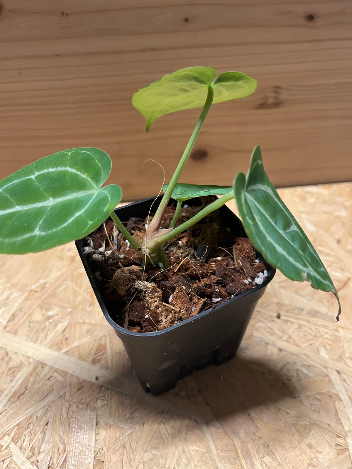 ゆ*き様 アンスリウム クリスタリナム 斑入り 園芸ネット本店｜アンスリウム：クリスタリナム×マグ二フィカ