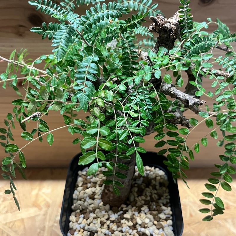 ボスウェリア ネグレクタ | GREEN LUCK