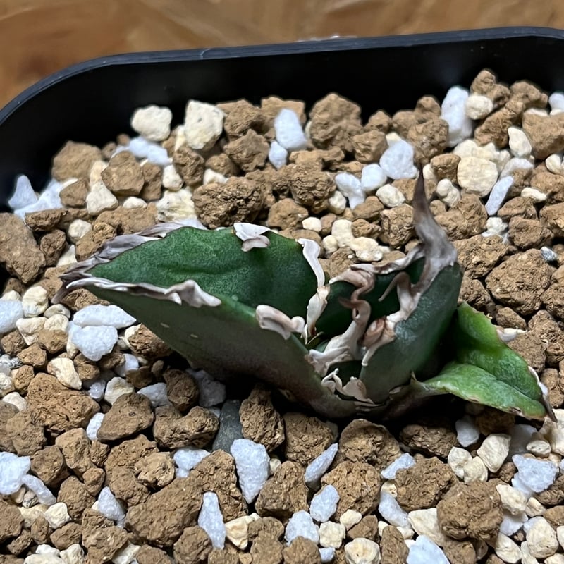 アガベ チタノタ 金鯨 ユニコーン | GREEN LUCK