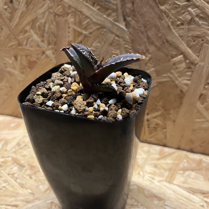 アガベ チタノタ 烈焔 | GREEN LUCK