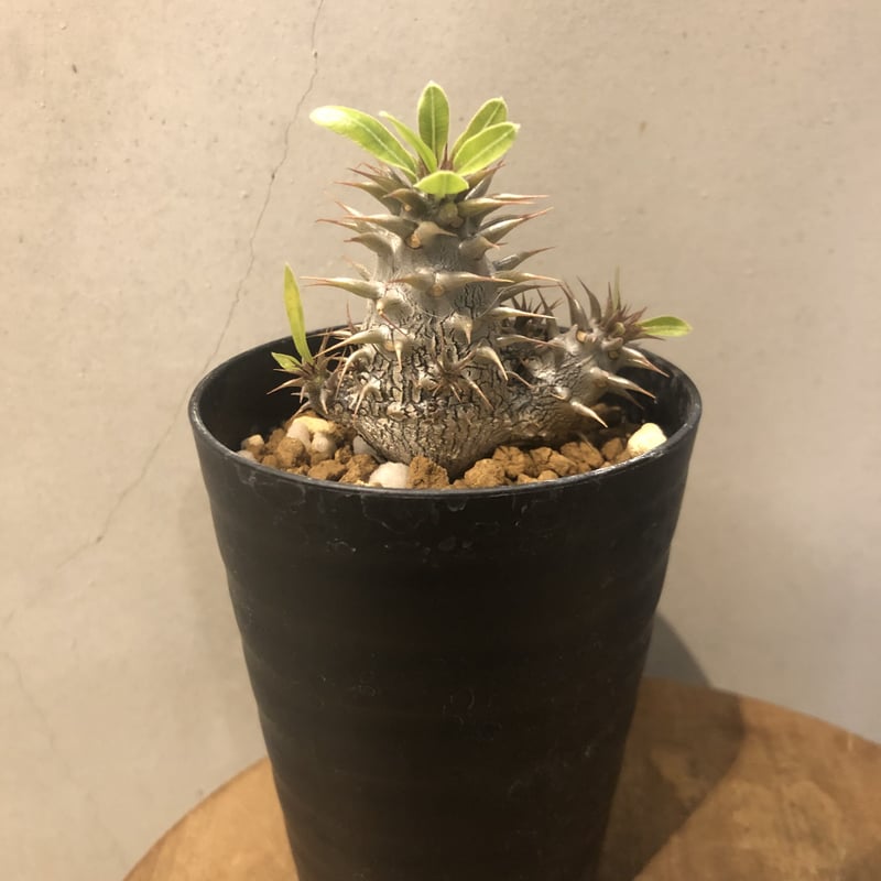 パキポディウム マカイエンセ | GREEN LUCK