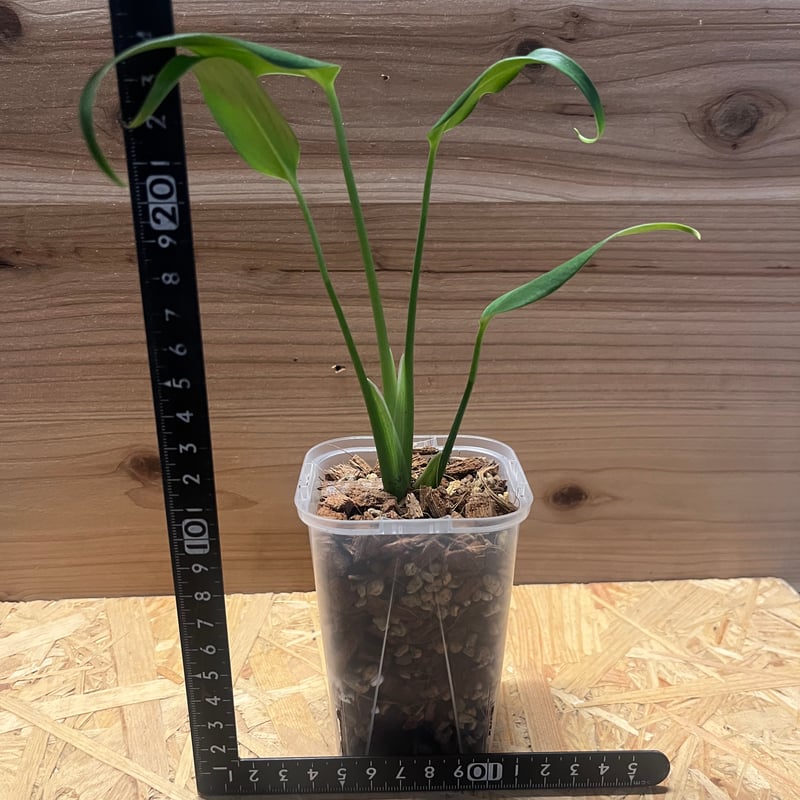 モンステラ バールマルクスフレーム | GREEN LUCK