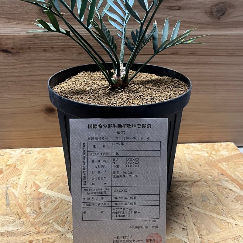 エンセファラルトス　レーマニー Encephalartos lehmannii 楽天市場】登録票あり【現品・現物】エンセファラルトス・レーマニー