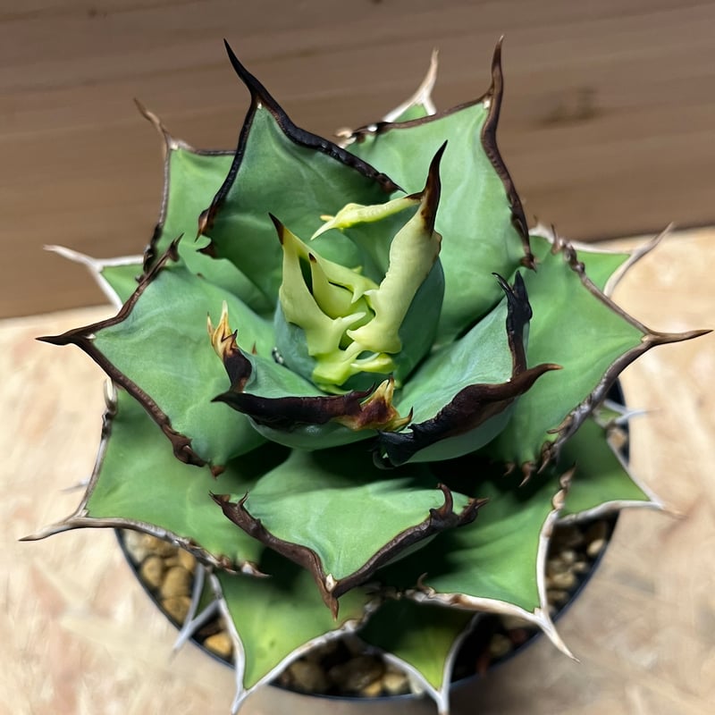 アガベ ナゾノタ アガベ チタノタ 悪魔（スーパーチタノタ）061 – linkplants