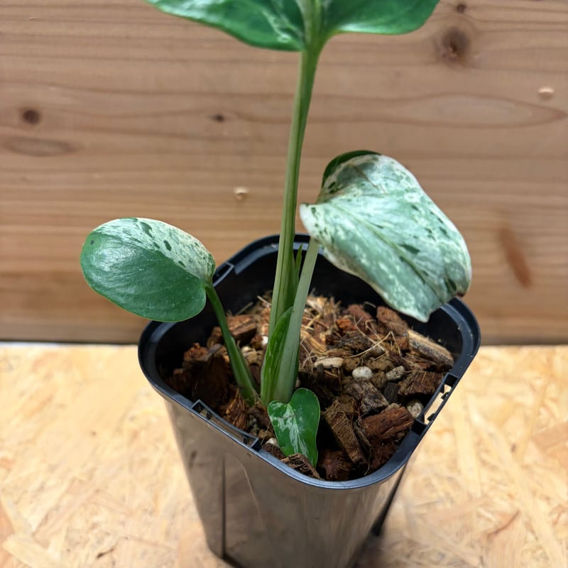 モンステラ デリシオーサ 'バルバソー' | GREEN LUCK