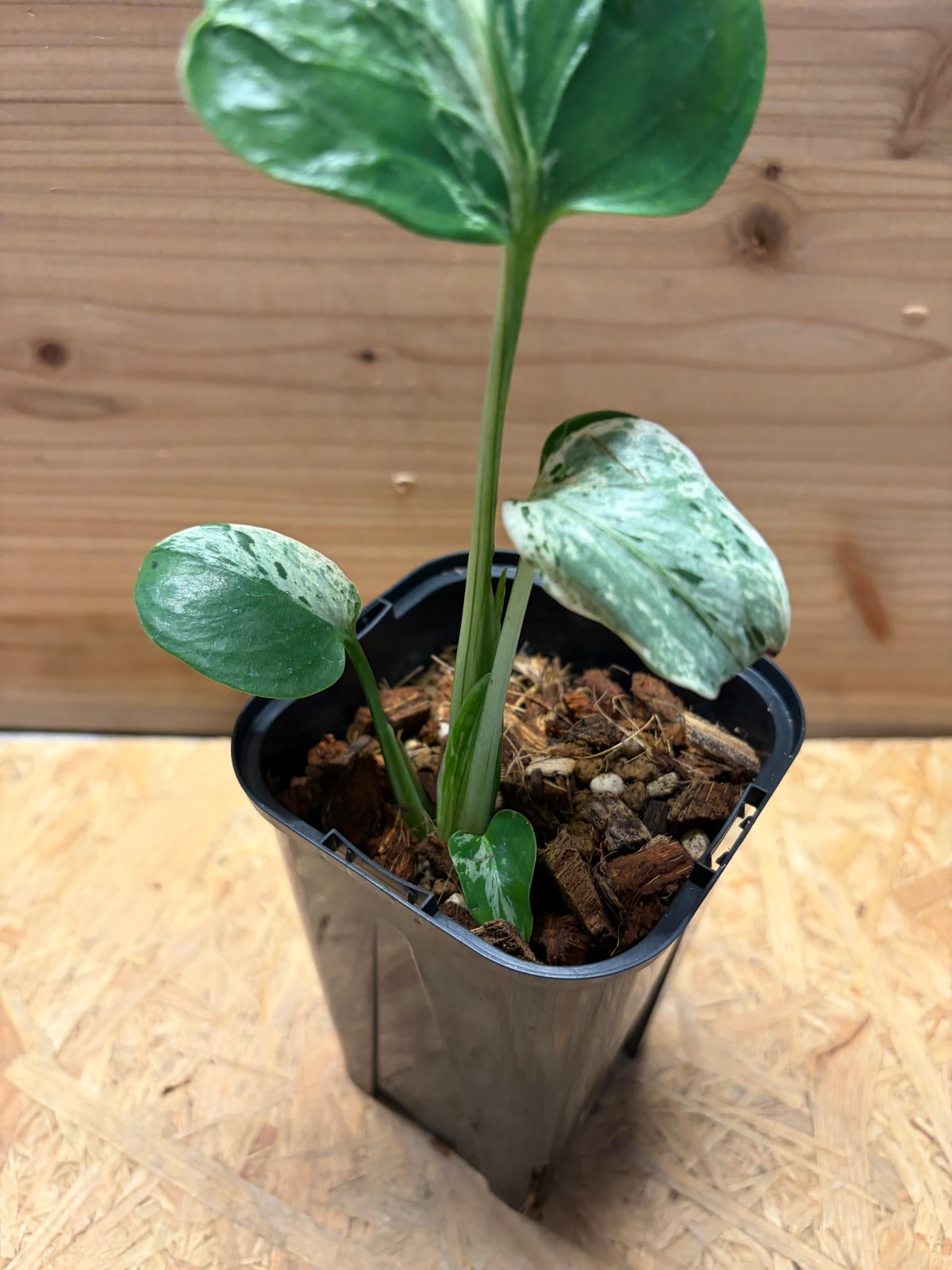 モンステラ デリシオーサ 'バルバソー' | GREEN LUCK