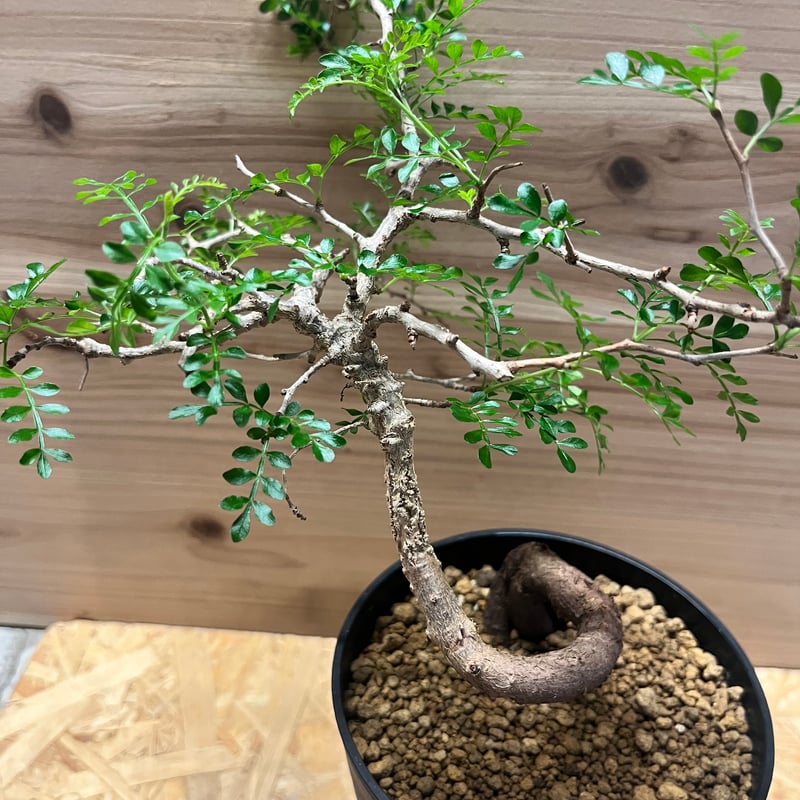 オペルクリカリア パキプス | GREEN LUCK オペルクリカリア パキプス | GREEN LUCK