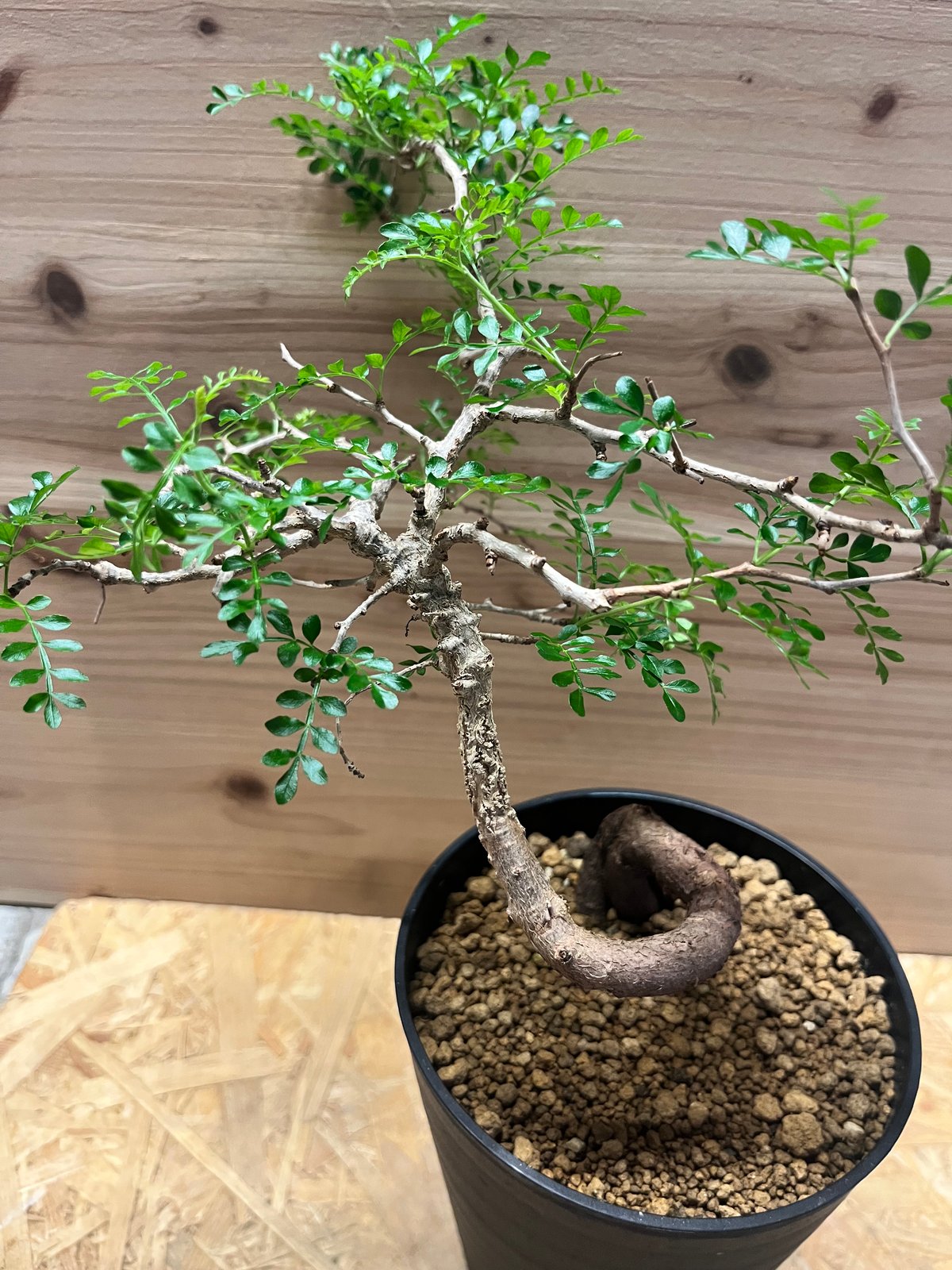 オペルクリカリア パキプス | GREEN LUCK