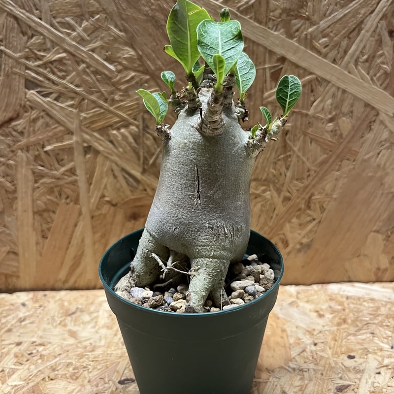 アデニウム アラビカム ハイブリッド | GREEN LUCK