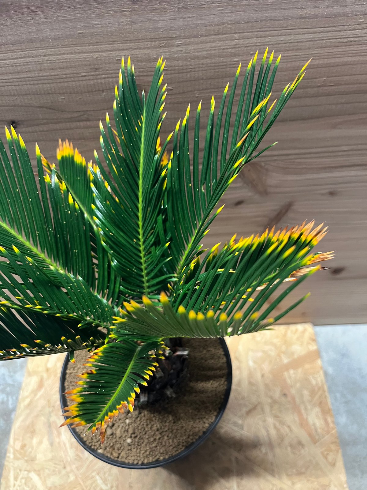 金環ソテツ　ミドルサイズ 金環ソテツ | GREEN LUCK