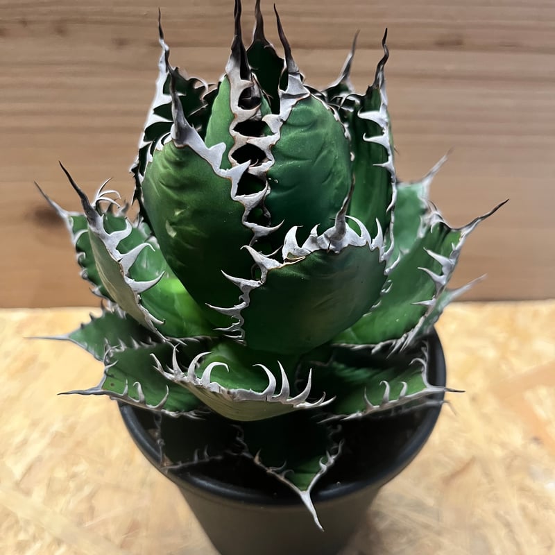 アガベ ホリダ | GREEN LUCK