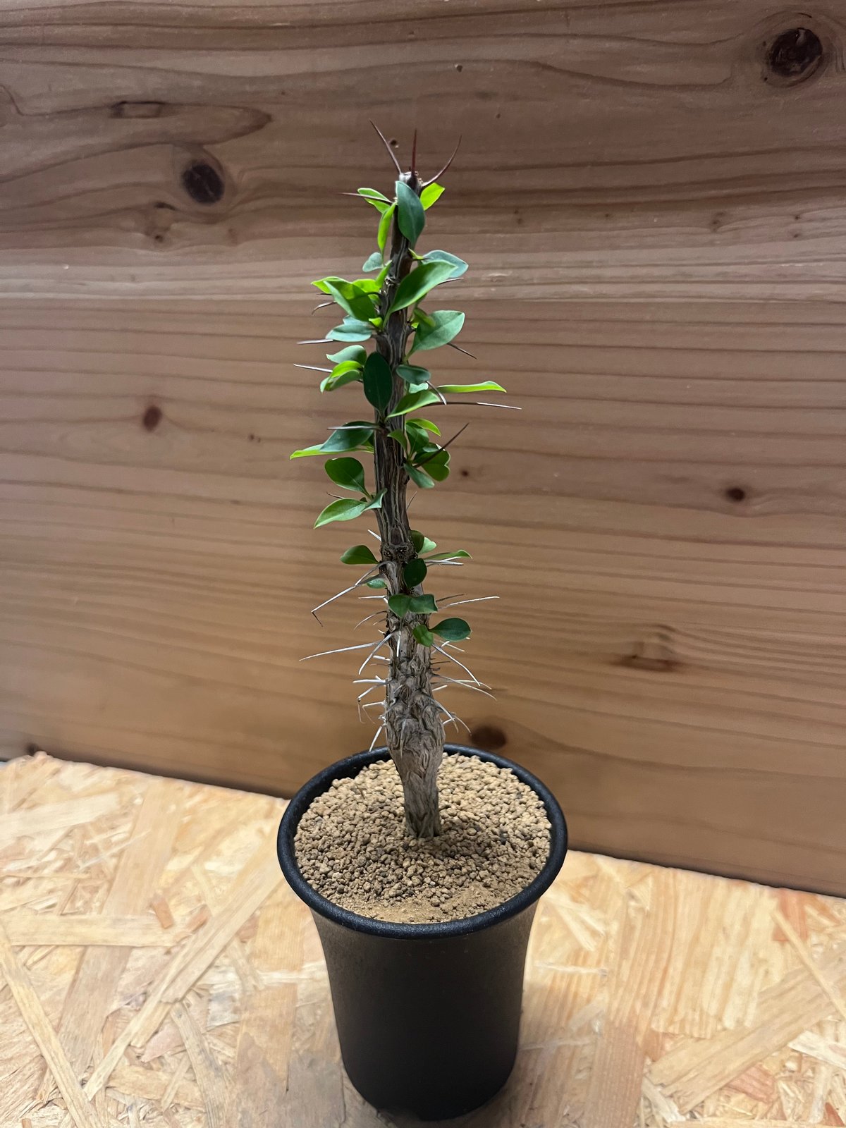 フォークイエリア ディグエッティ | GREEN LUCK