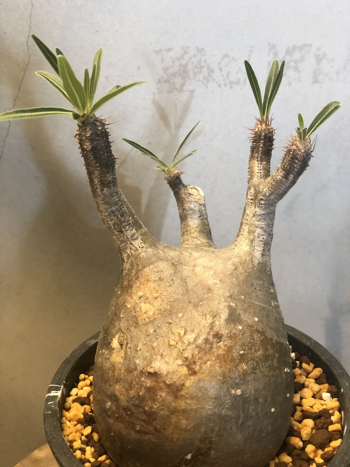 パキポディウム グラキリス 現地株 発根済み | GREEN LUCK