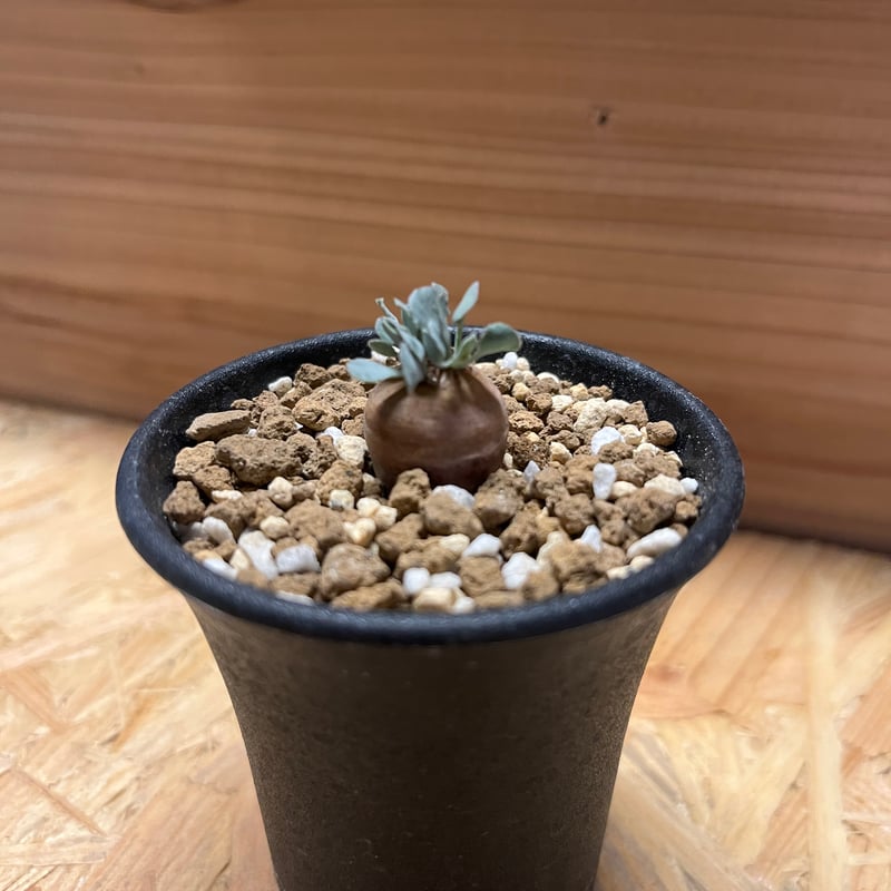 オトンナ カカリオイデス 実生 | GREEN LUCK