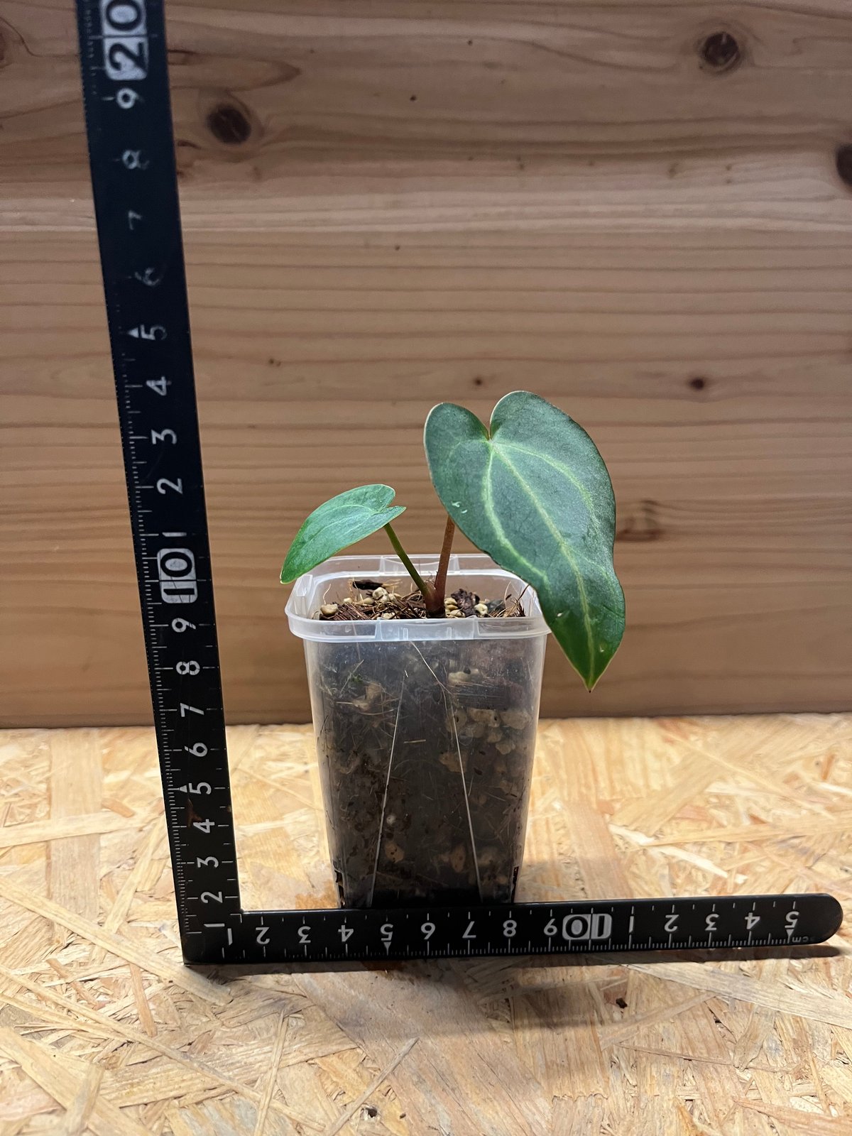 アンスリウム カーラブラッキー RA#5×RA#10 | GREEN LUCK