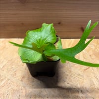 ビカクシダ　コロナリウム