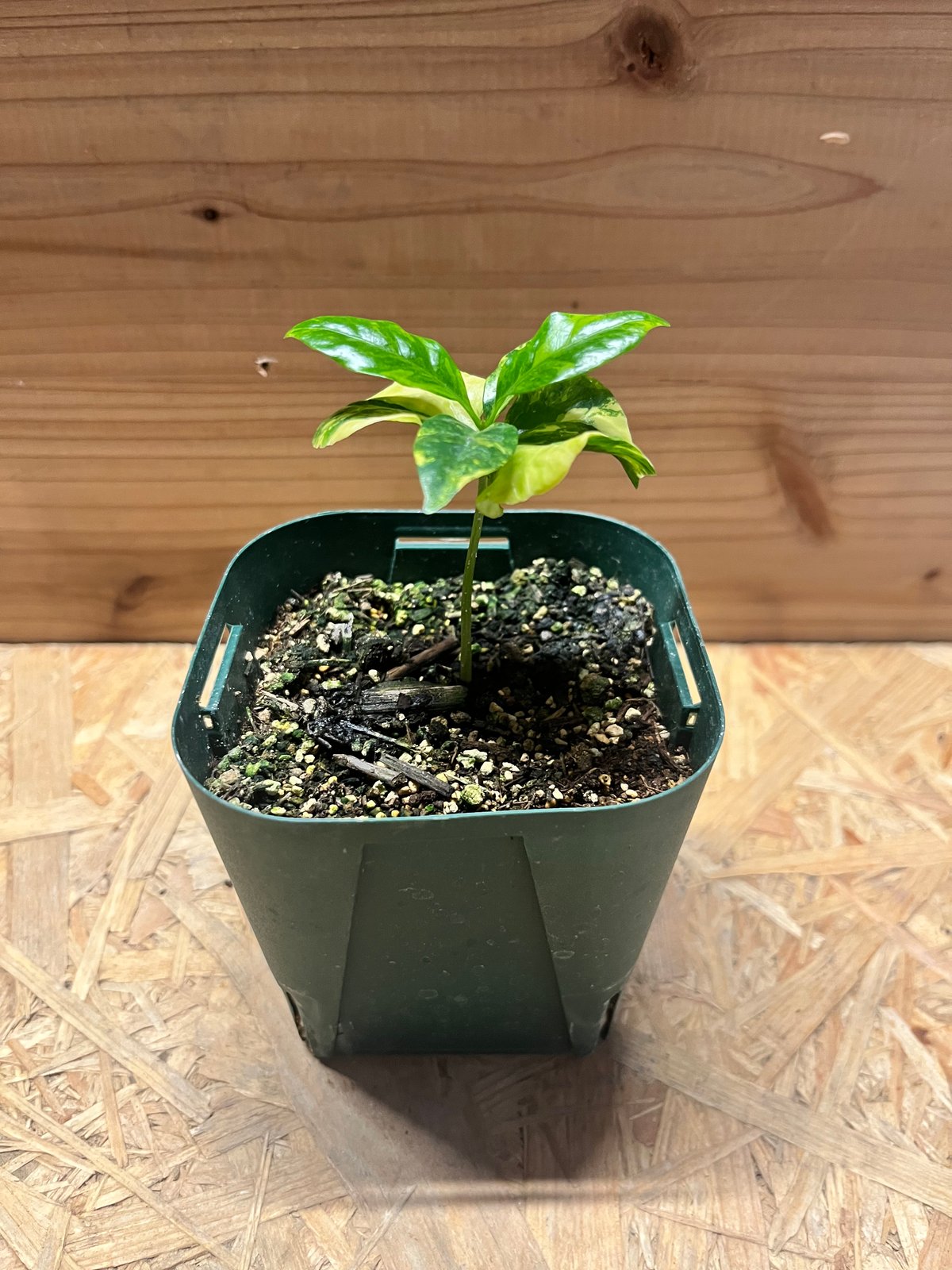 コーヒーの木 斑入り コーヒーの木 斑入り | GREEN LUCK
