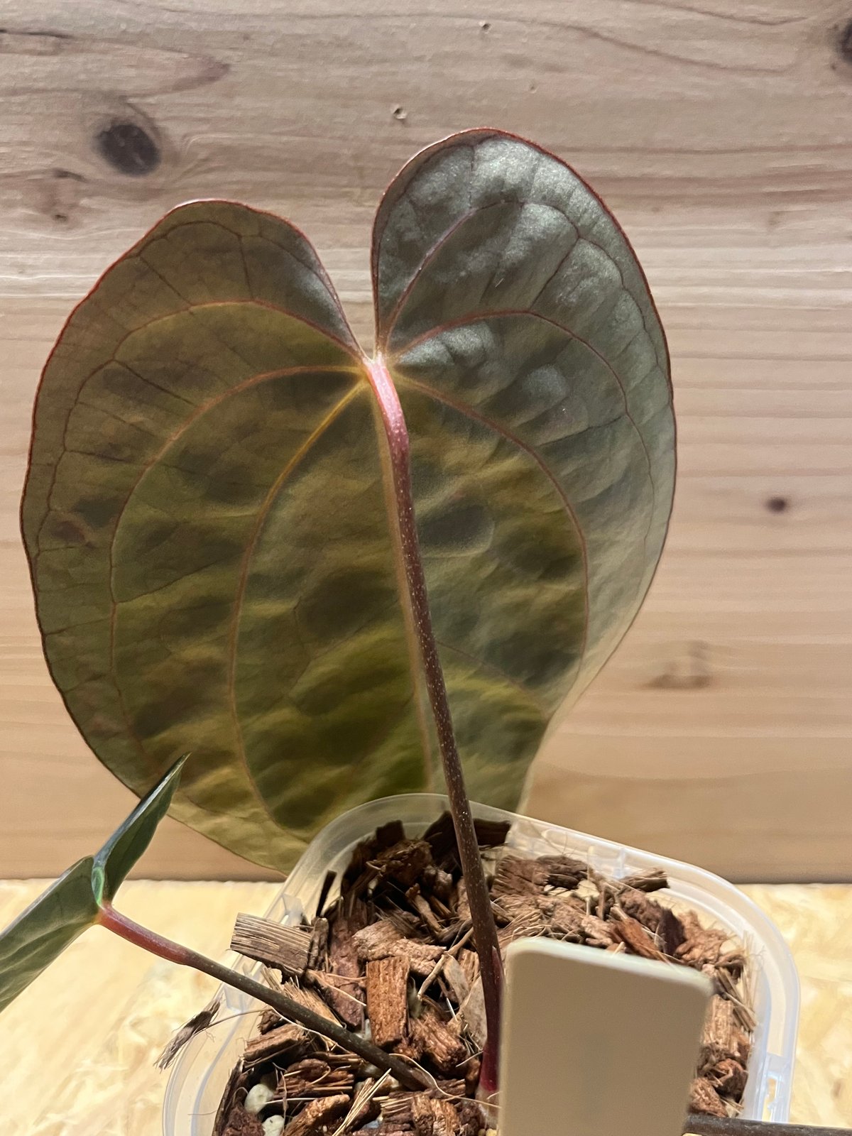 アンスリウム　ハイブリッド　ブルーパピリラミナム x カーラ　3 アンスリウム ハイブリッド ブルーパピリラミナム x カーラ 3