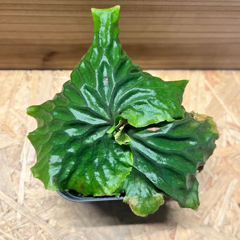 ビカクシダ マダガスカリエンセ | GREEN LUCK