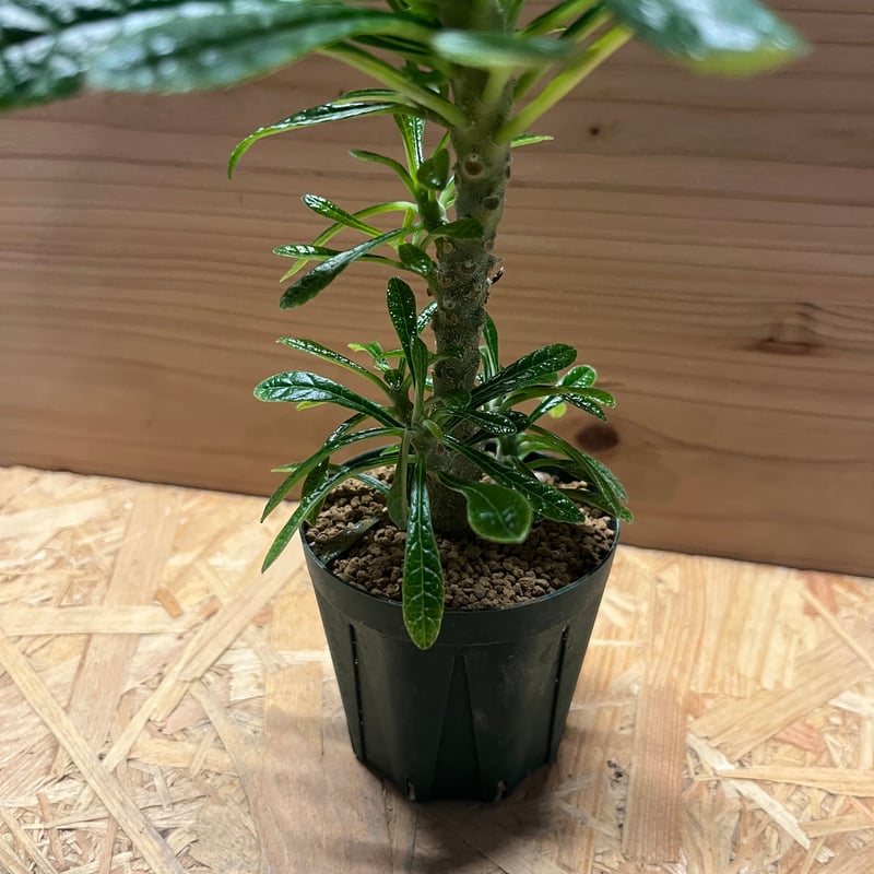 ドルステニア ギガス | GREEN LUCK