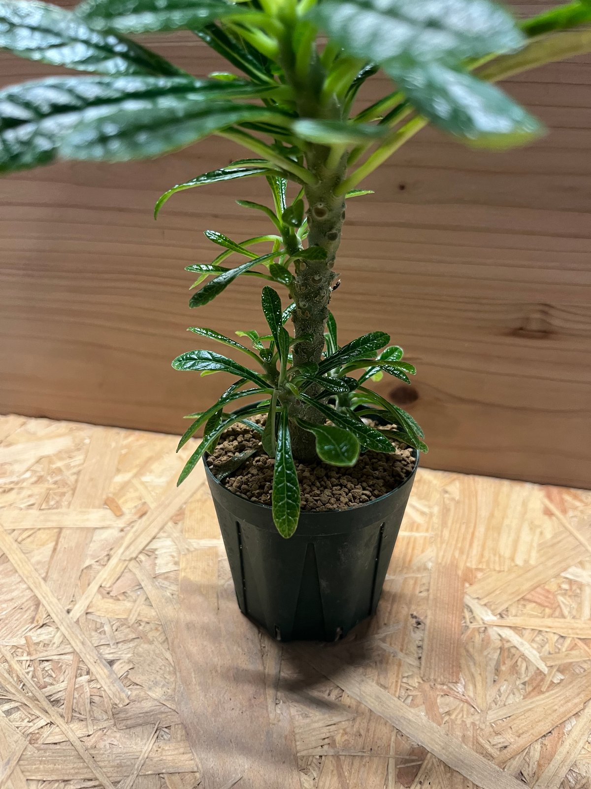 ドルステニア ギガス | GREEN LUCK