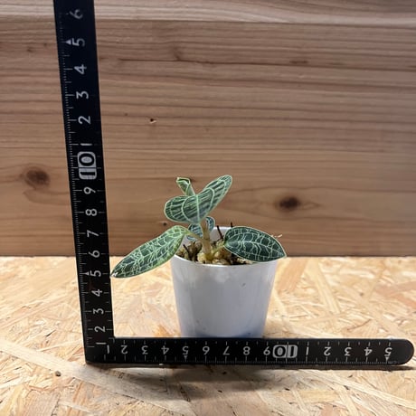 ジュエルオーキッド　マコデスペトラ
