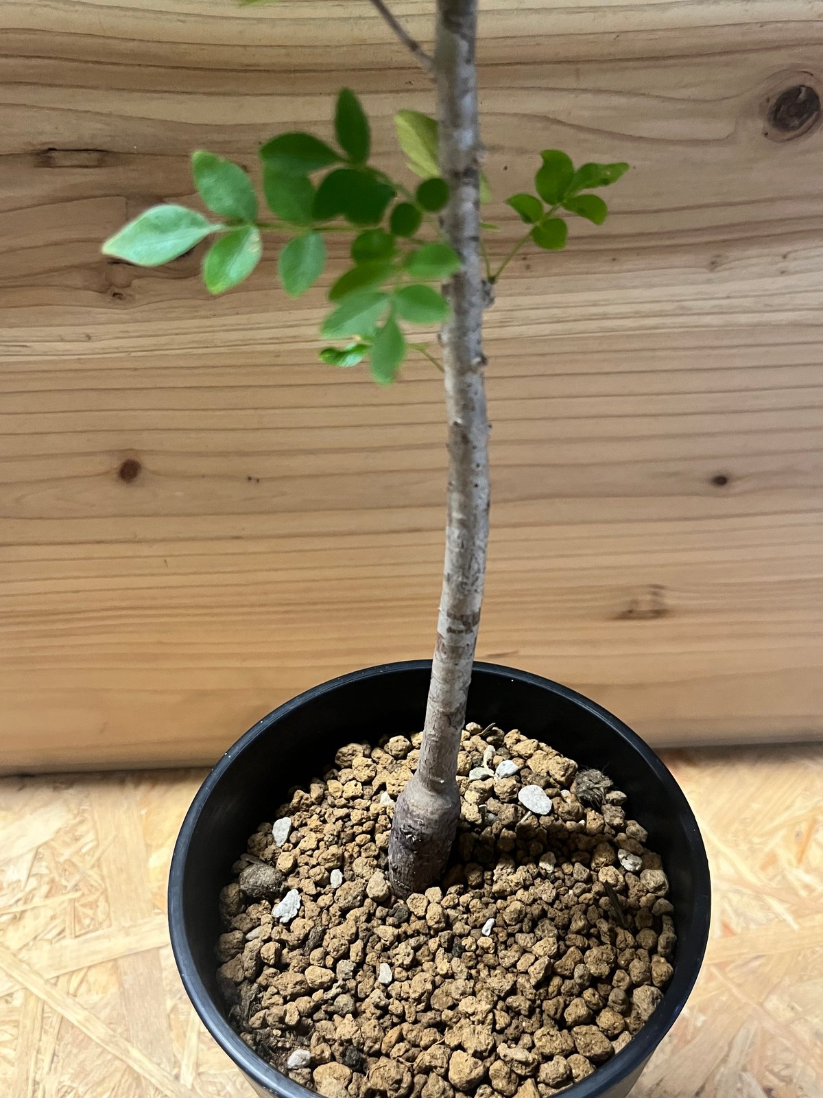 オペルクリカリア　ボレアリス オペルクリカリア ボレアリス Operculicarya borealis 20200523